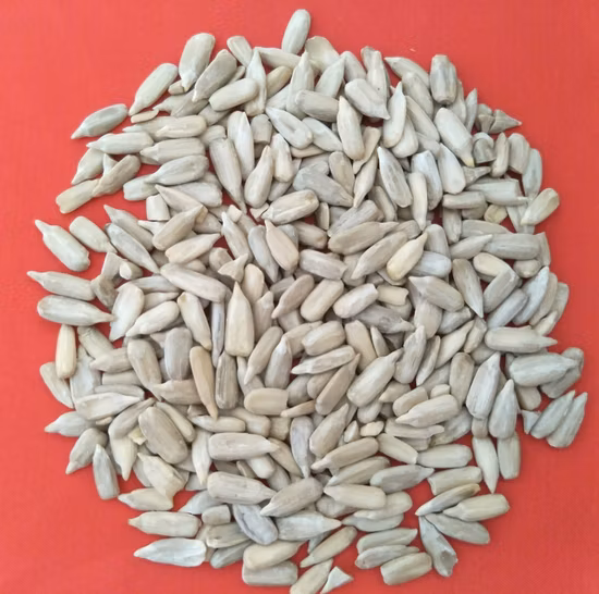 Inner Mongolia Origin Full Kernel für den ägyptischen Markt 601 Sonnenblumenkerne, helle schwarze Farbe, Großhandelspreis